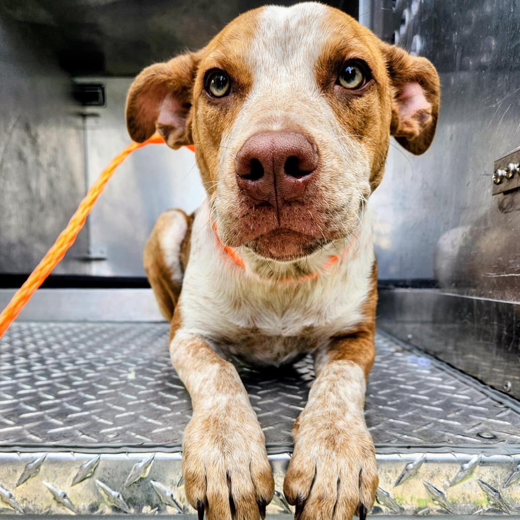 Enlarge Charlie, a Adoptable mixed breed in Bryan, TX image 5/6