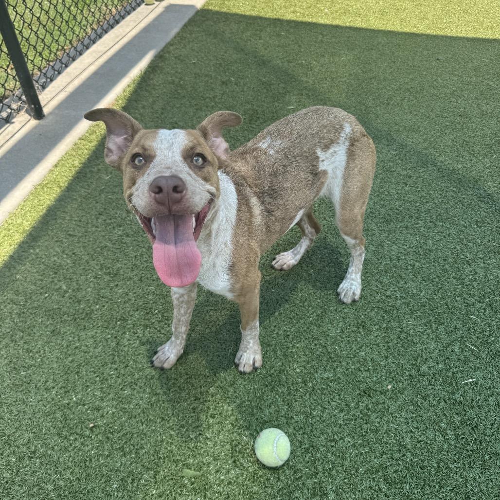 Enlarge Charlie, a Adoptable mixed breed in Bryan, TX image 6/6