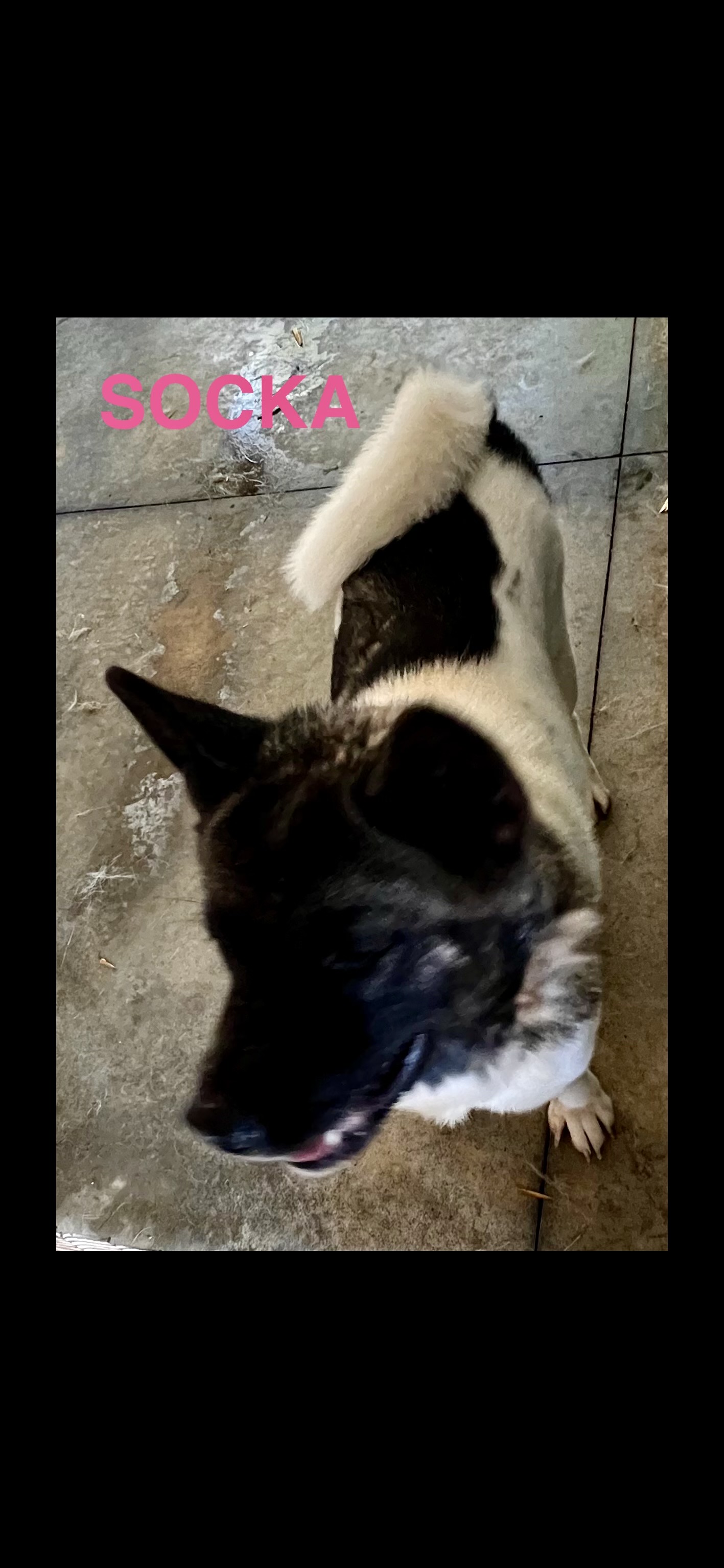 Enlarge Socka, a Adoptable Akita in Hartwell, GA image 2/3