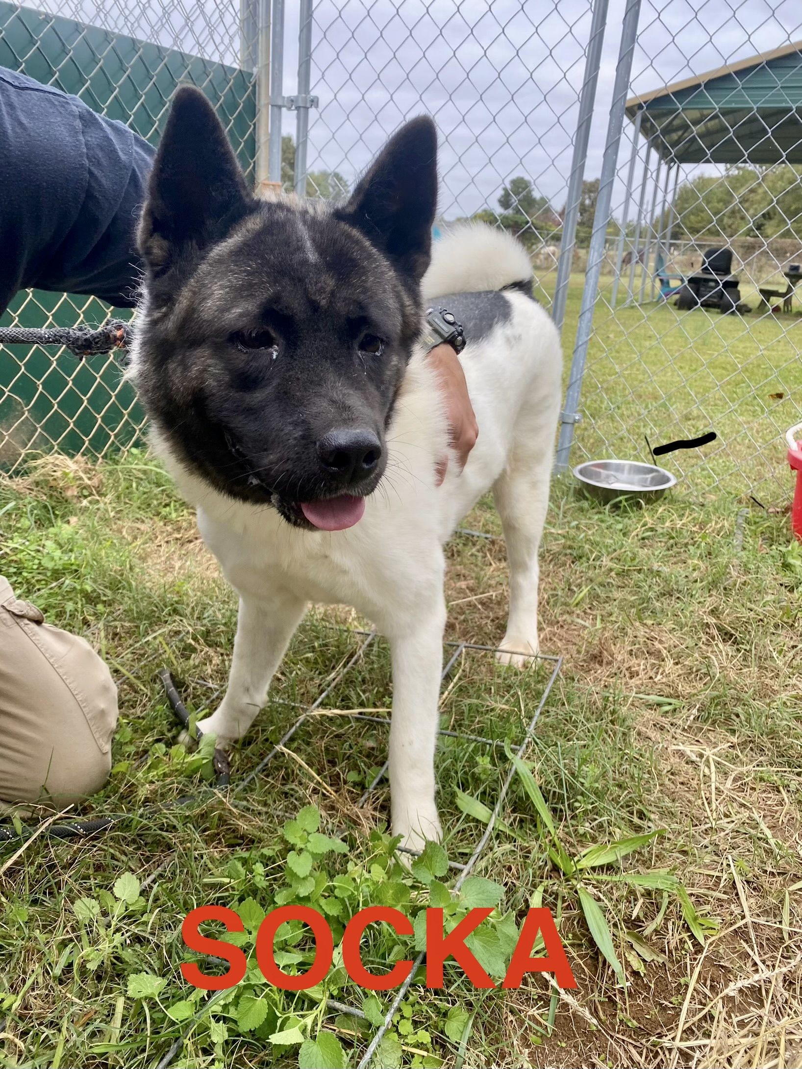 Enlarge Socka, a Adoptable Akita in Hartwell, GA image 1/3