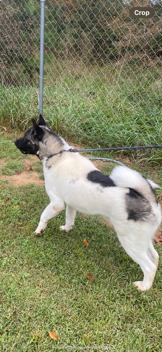 Enlarge Socka, a Adoptable Akita in Hartwell, GA image 3/3