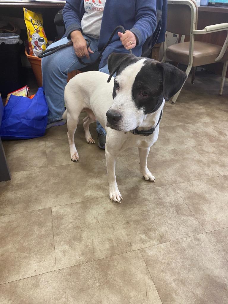 Chancey, Adoptable, Adult Male Mixed Breed.