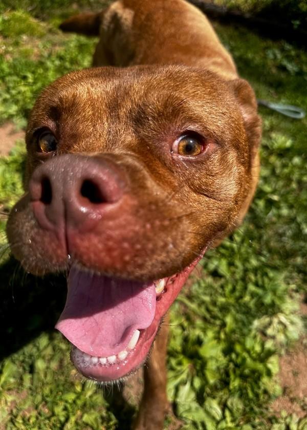 London, Adoptable, Young Male Pit Bull Terrier.