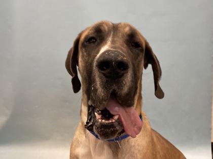 Enlarge Freeman, a Adoptable mixed breed in Golden Valley, MN image 1/2