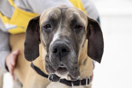 Enlarge Freeman, a Adoptable mixed breed in Golden Valley, MN image 2/2