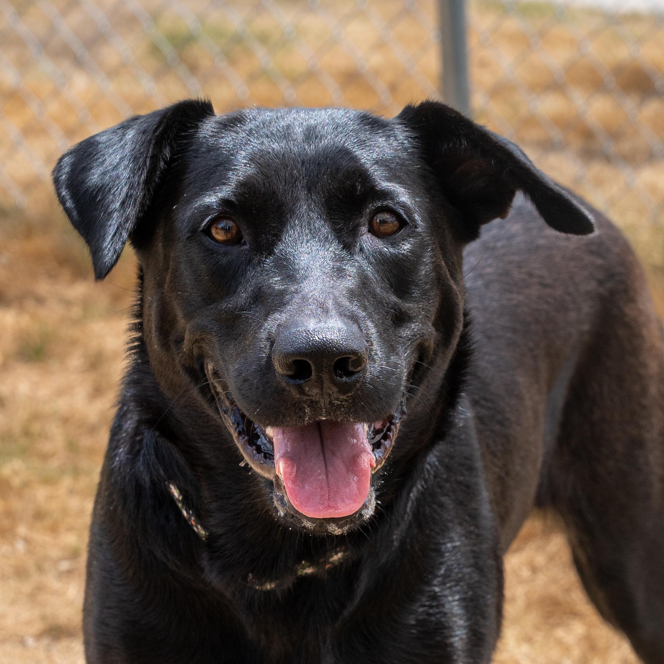 Sicily, a ADOPTABLE mixed breed in Dripping Springs, TX image 1/3