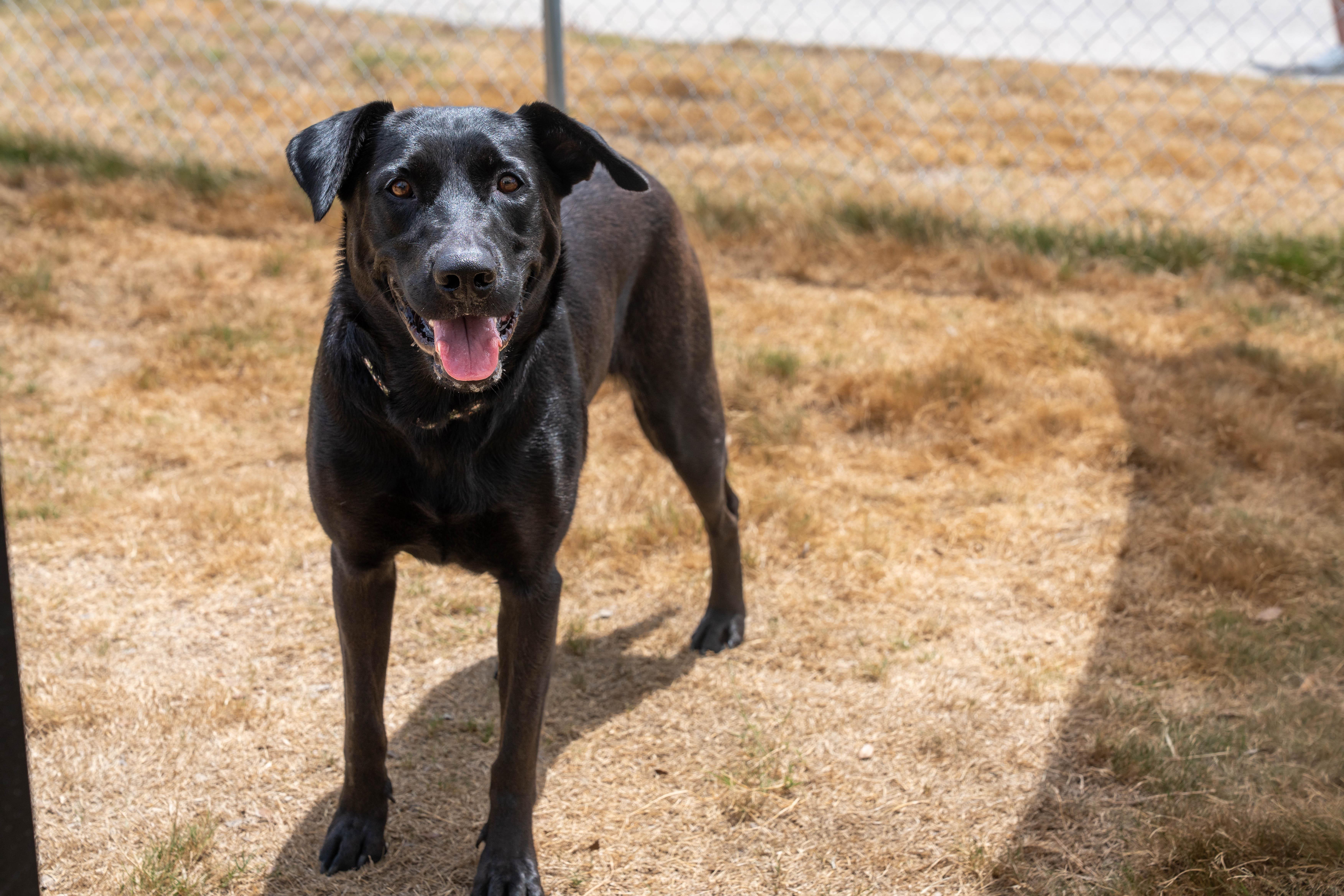 Sicily, a ADOPTABLE mixed breed in Dripping Springs, TX image 2/3