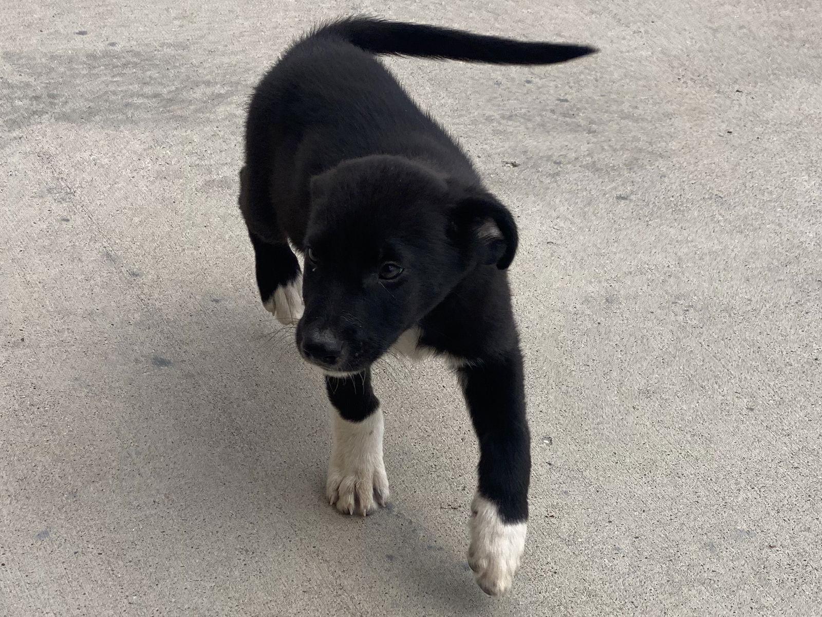 Idris, Adopted, Puppy Male Border Collie & Australian Shepherd.