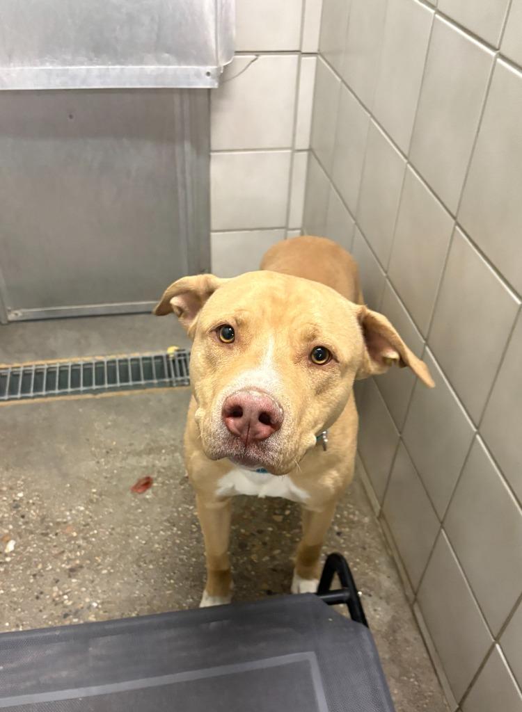 Enlarge Theodore, a Adoptable mixed breed in Rock Springs, WY image 1/1