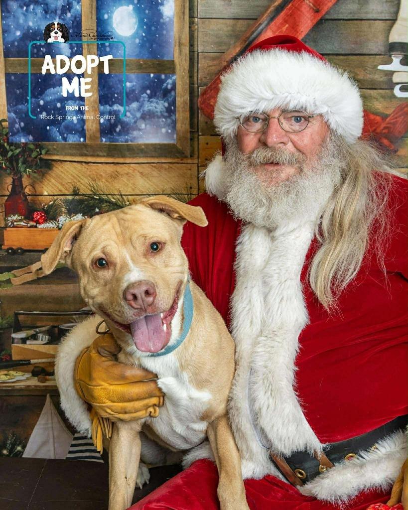 Enlarge Theodore, a Adoptable mixed breed in Rock Springs, WY image 2/2