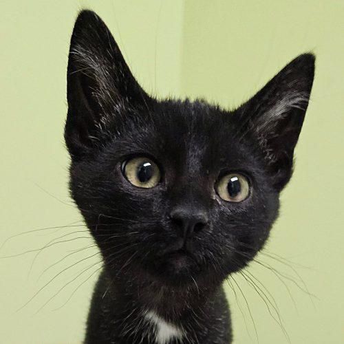 Binx 5777 C, Adoptable, Kitten Male Domestic Short Hair.