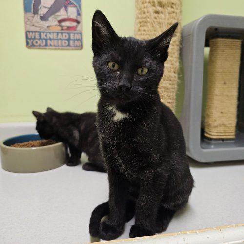 Enlarge Binx 5777 C, a Adoptable Domestic Short Hair in Frankfort, KY image 1/5