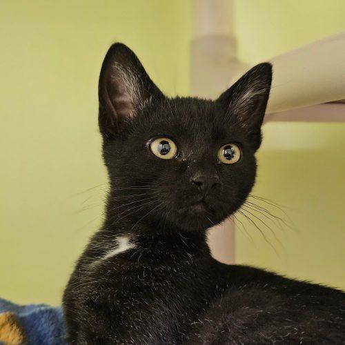 Enlarge Binx 5777 C, a Adoptable Domestic Short Hair in Frankfort, KY image 3/5