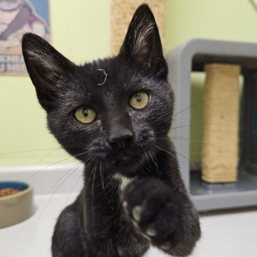 Enlarge Binx 5777 C, a Adoptable Domestic Short Hair in Frankfort, KY image 2/5