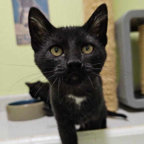 Enlarge Binx 5777 C, a Adoptable Domestic Short Hair in Frankfort, KY image 3/5