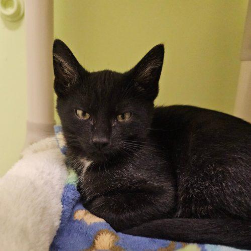 Enlarge Binx 5777 C, a Adoptable Domestic Short Hair in Frankfort, KY image 4/5