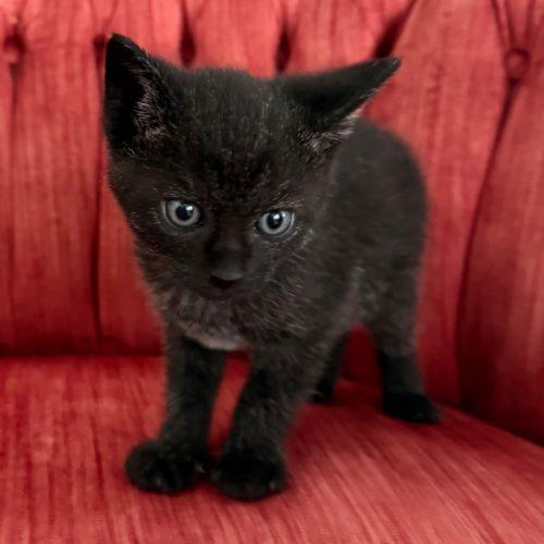 Enlarge Binx 5777 C, a Adoptable Domestic Short Hair in Frankfort, KY image 5/5