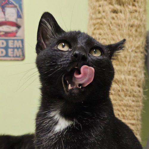 Enlarge Binx 5777 C, a Adoptable Domestic Short Hair in Frankfort, KY image 5/5