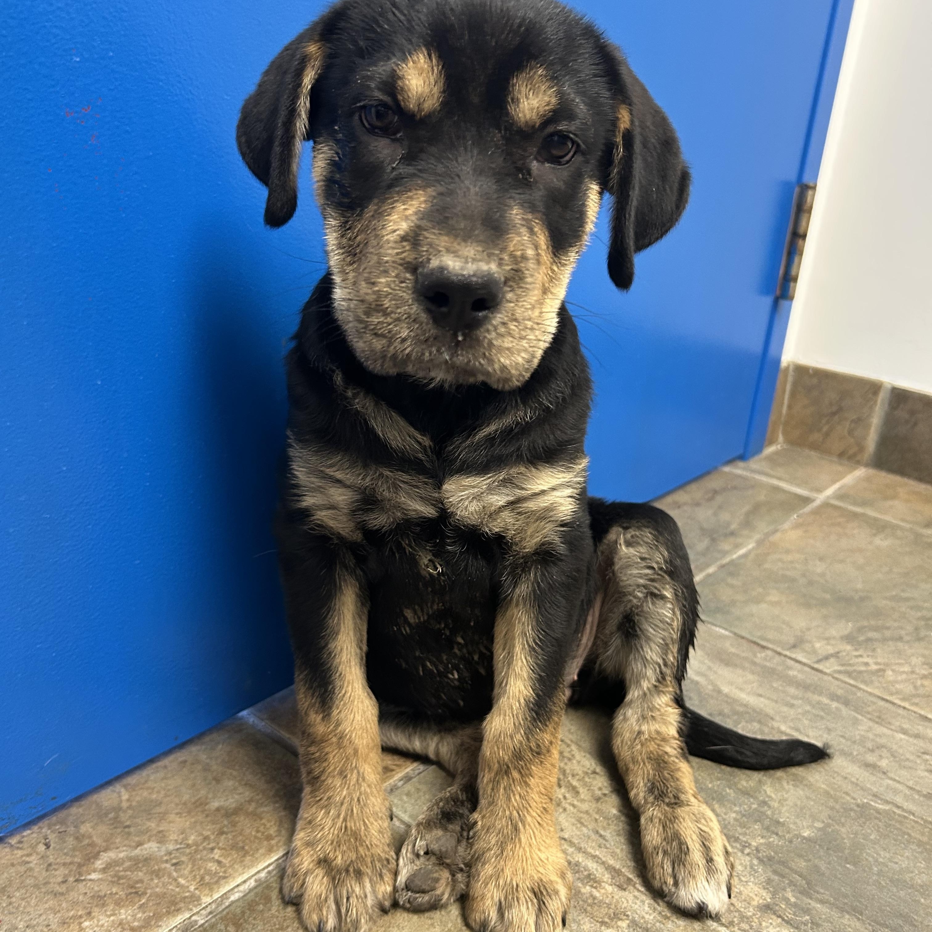 Spada, an adoptable Mixed Breed in Edmonton, AB, T5Y 3N6 | Photo Image 3