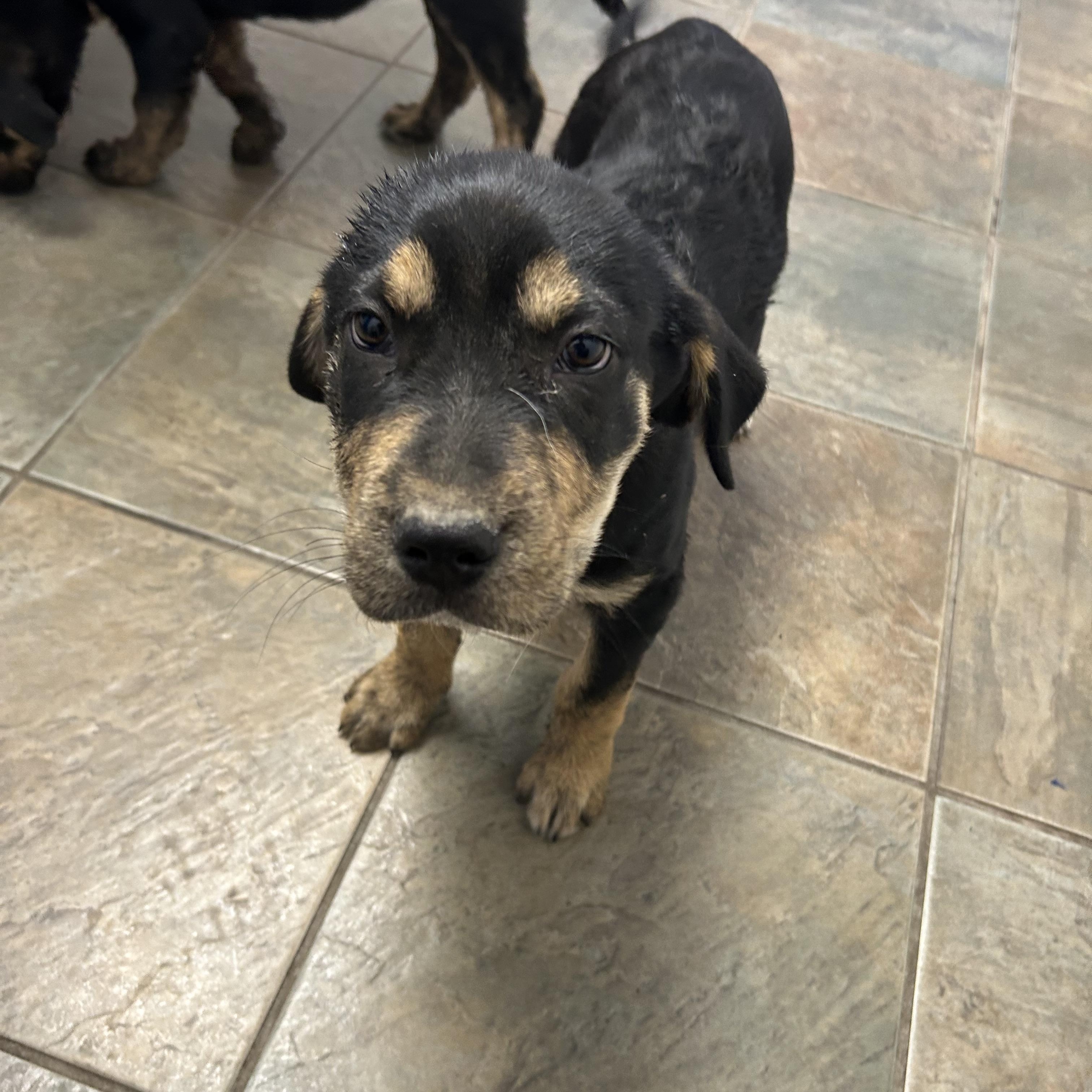 Spada, an adoptable Mixed Breed in Edmonton, AB, T5Y 3N6 | Photo Image 6