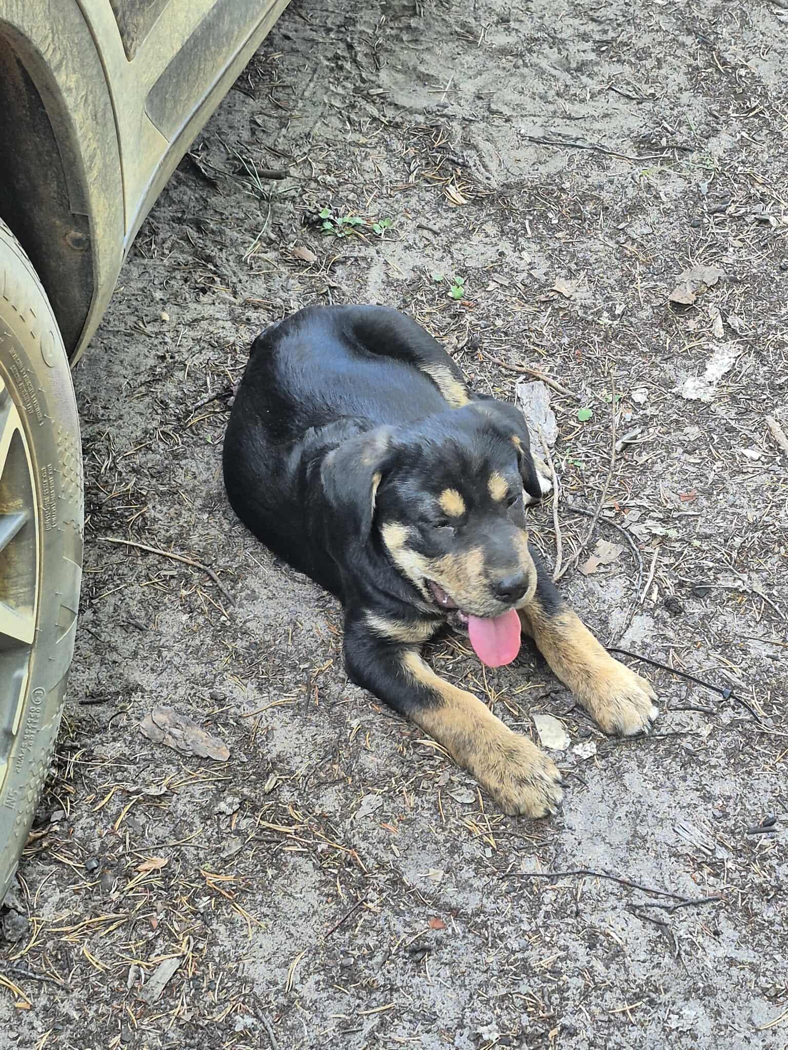 Spada, an adoptable Mixed Breed in Edmonton, AB, T5Y 3N6 | Photo Image 2