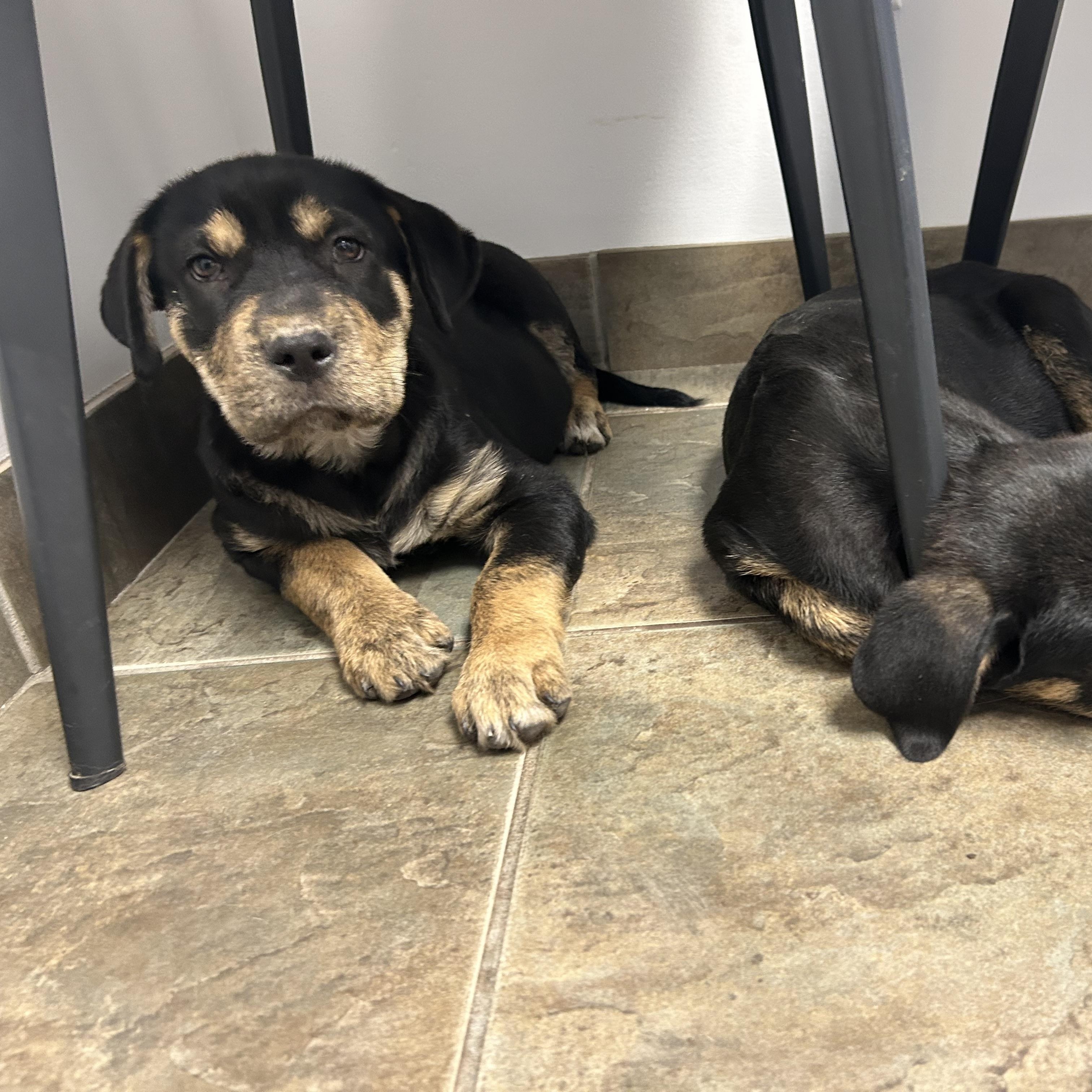 Spada, an adoptable Mixed Breed in Edmonton, AB, T5Y 3N6 | Photo Image 5