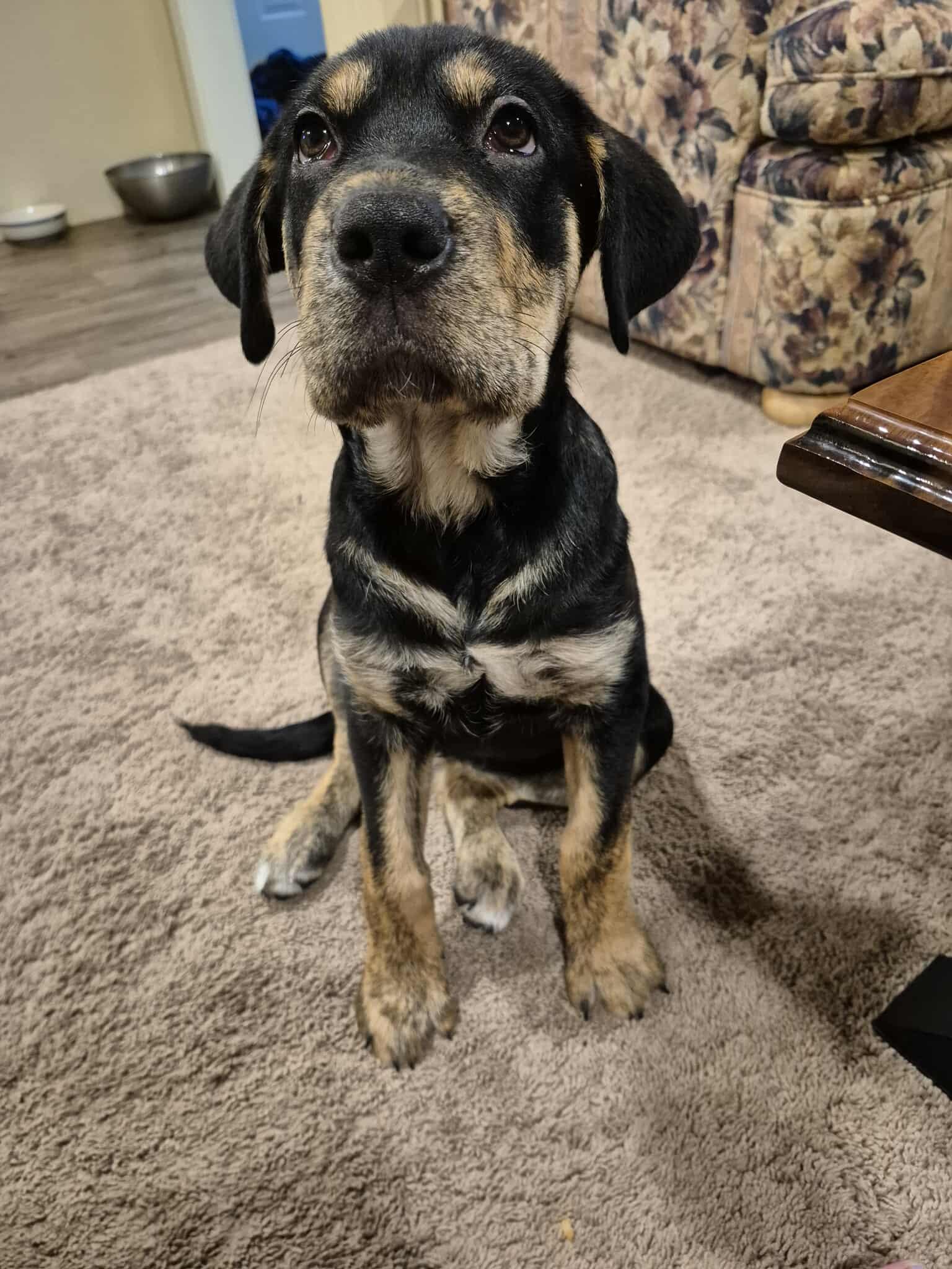 Spada, an adoptable Mixed Breed in Edmonton, AB, T5Y 3N6 | Photo Image 4