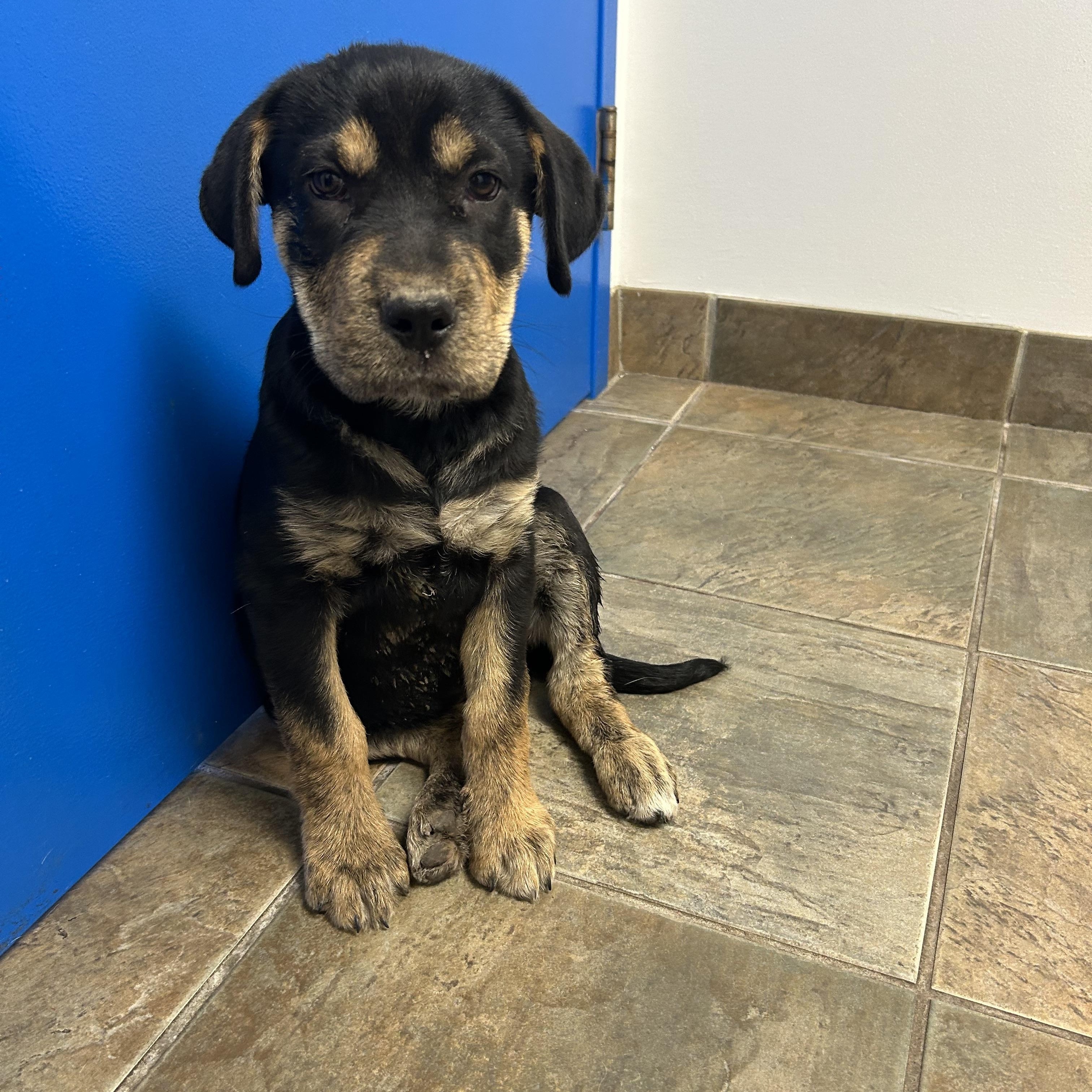 Spada, an adoptable Mixed Breed in Edmonton, AB, T5Y 3N6 | Photo Image 3
