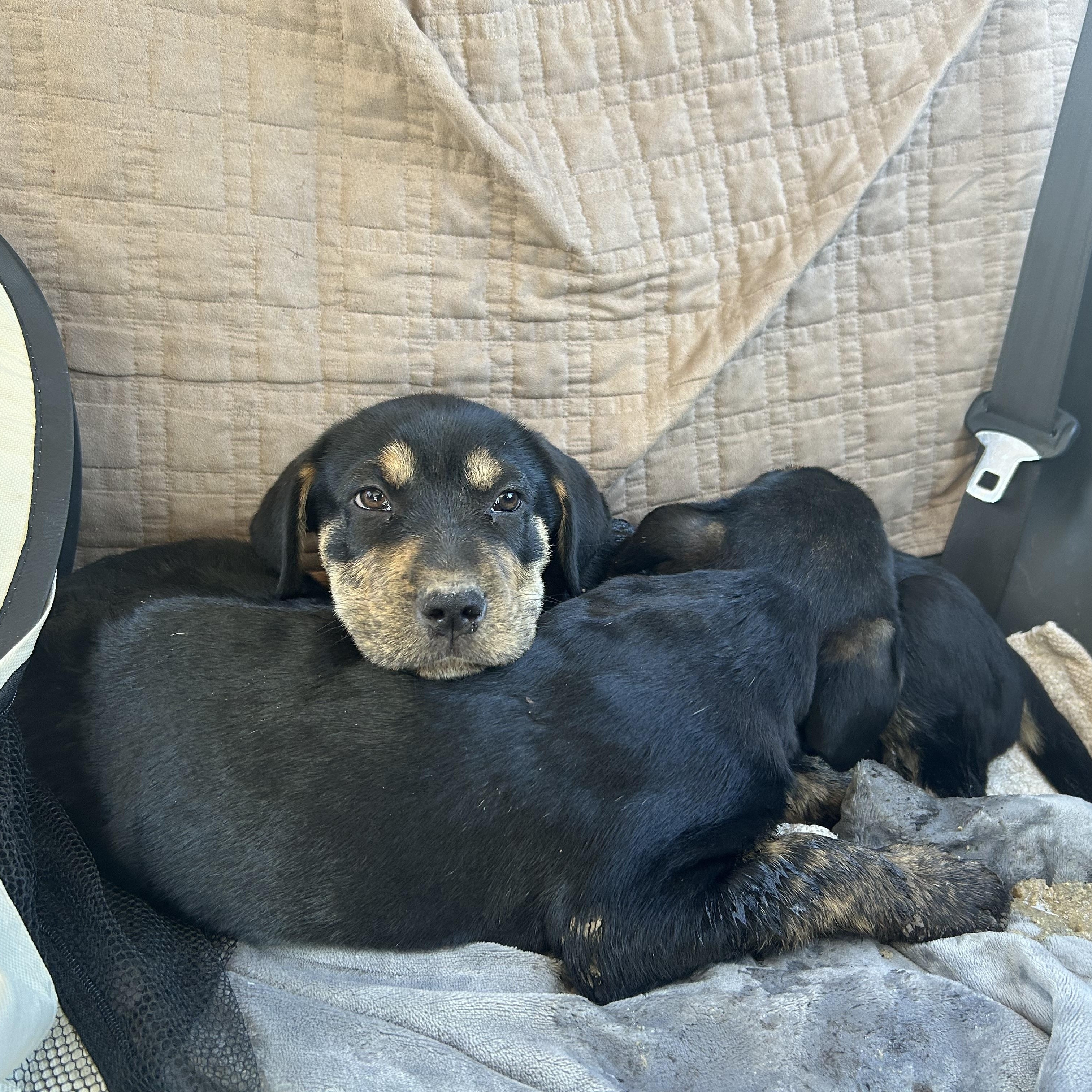 Spada, an adoptable Mixed Breed in Edmonton, AB, T5Y 3N6 | Photo Image 4