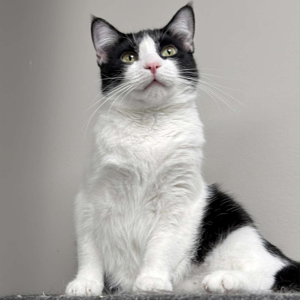 Skunk, Adoptable, Adult Female Domestic Short Hair.