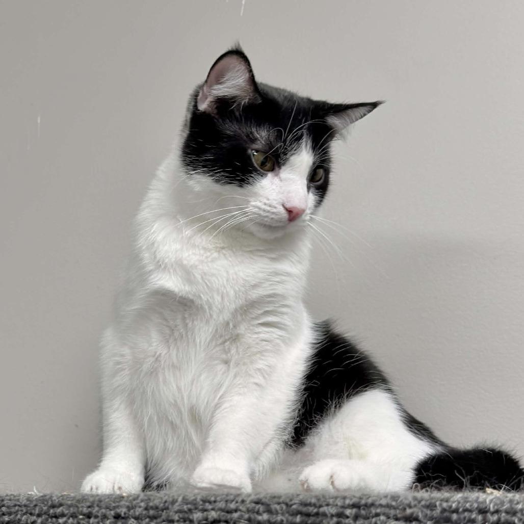 Skunk, a Adoptable Domestic Short Hair in Wichita, KS image 2/6