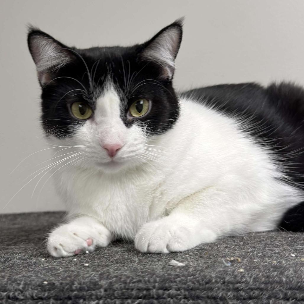 Skunk, a Adoptable Domestic Short Hair in Wichita, KS image 3/6