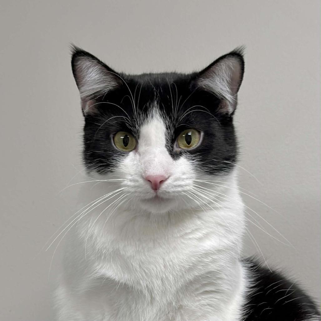 Skunk, a Adoptable Domestic Short Hair in Wichita, KS image 4/6