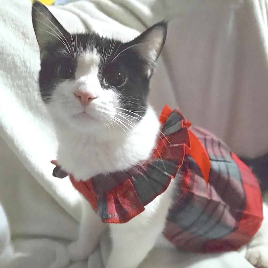 Skunk, a Adoptable Domestic Short Hair in Wichita, KS image 5/6