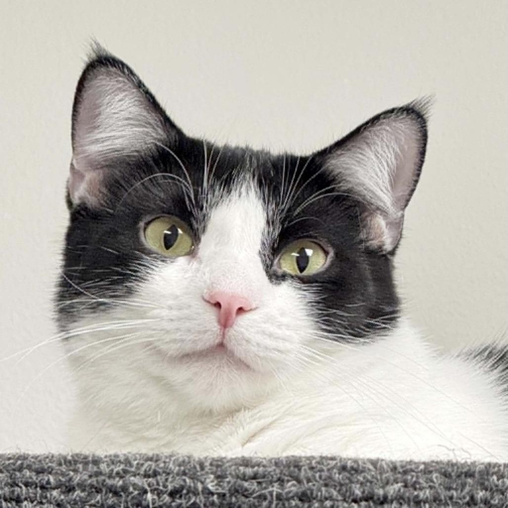 Skunk, a Adoptable Domestic Short Hair in Wichita, KS image 6/6