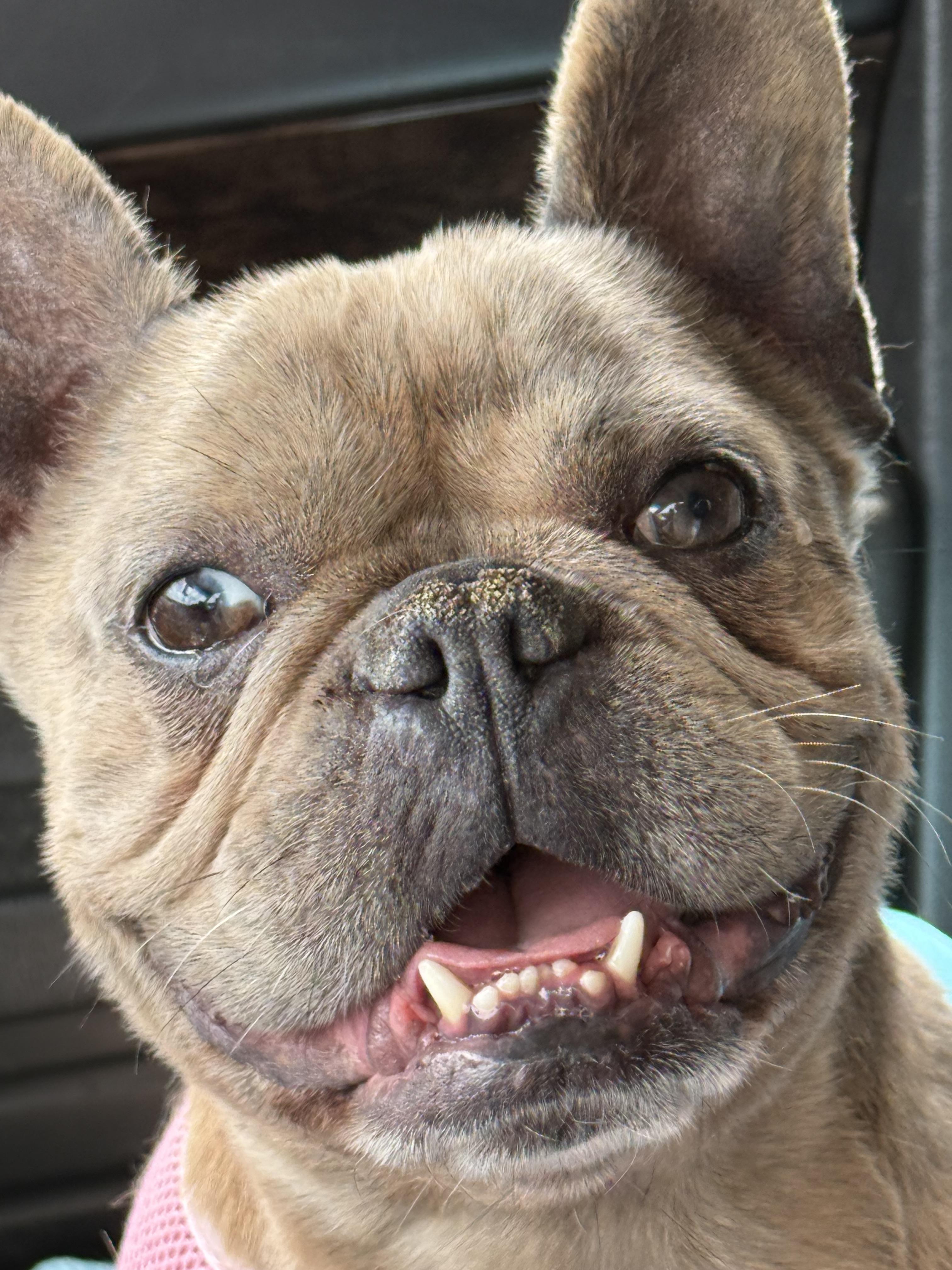 Dog for adoption Roxie a French Bulldog in modesto CA Petfinder Dog for adoption Roxie a French Bulldog in modesto CA Petfinder