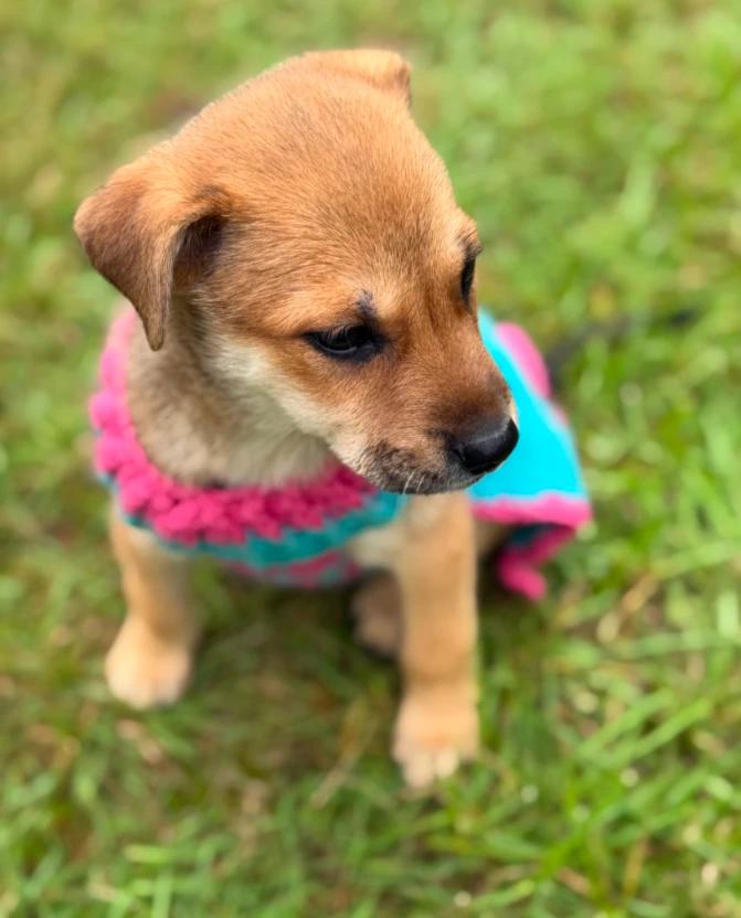 Enlarge Faith, a Adopted mixed breed in CHURCHVILLE, NY image 1/2