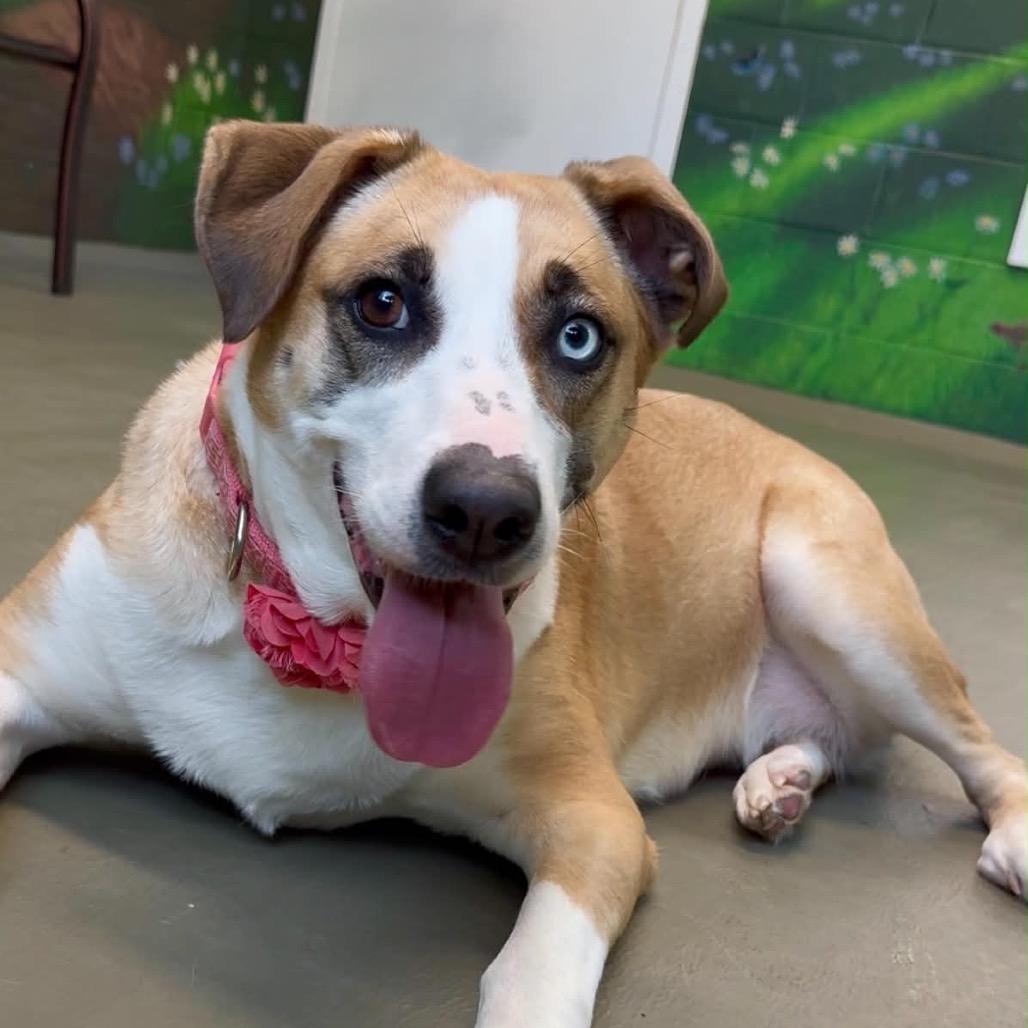 Enlarge Emmy, a Adoptable Mixed Breed in Walnut Cove, NC image 2/6
