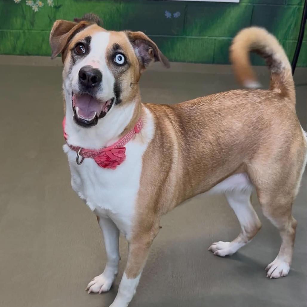Enlarge Emmy, a Adoptable Mixed Breed in Walnut Cove, NC image 3/6