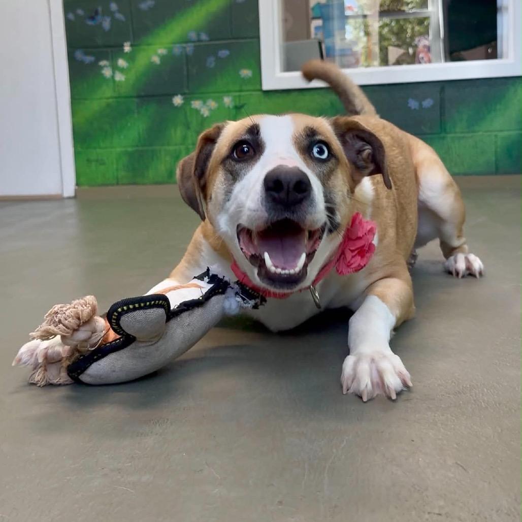 Enlarge Emmy, a Adoptable Mixed Breed in Walnut Cove, NC image 4/6