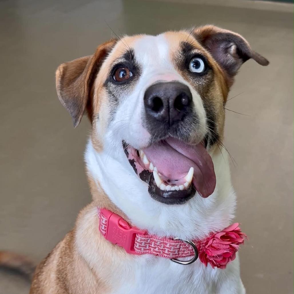 Enlarge Emmy, a Adoptable Mixed Breed in Walnut Cove, NC image 5/6