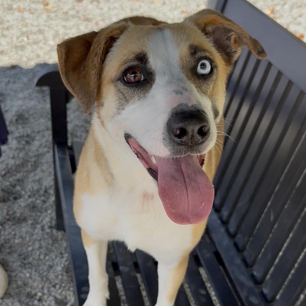Enlarge Emmy, a Adoptable Mixed Breed in Walnut Cove, NC image 6/6