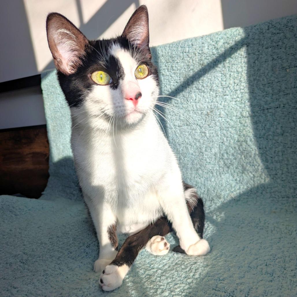 Enlarge Spot, a Adoptable Domestic Short Hair in Michigan City, IN image 1/6