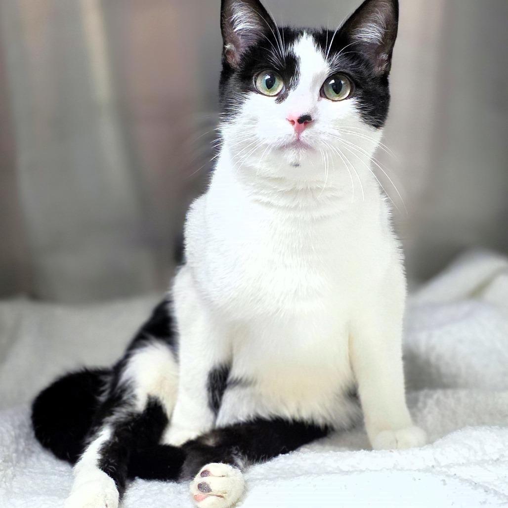 Spot, Adoptable, Young Female Domestic Short Hair.