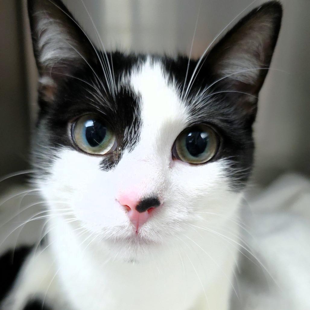 Enlarge Spot, a Adoptable Domestic Short Hair in Michigan City, IN image 2/4