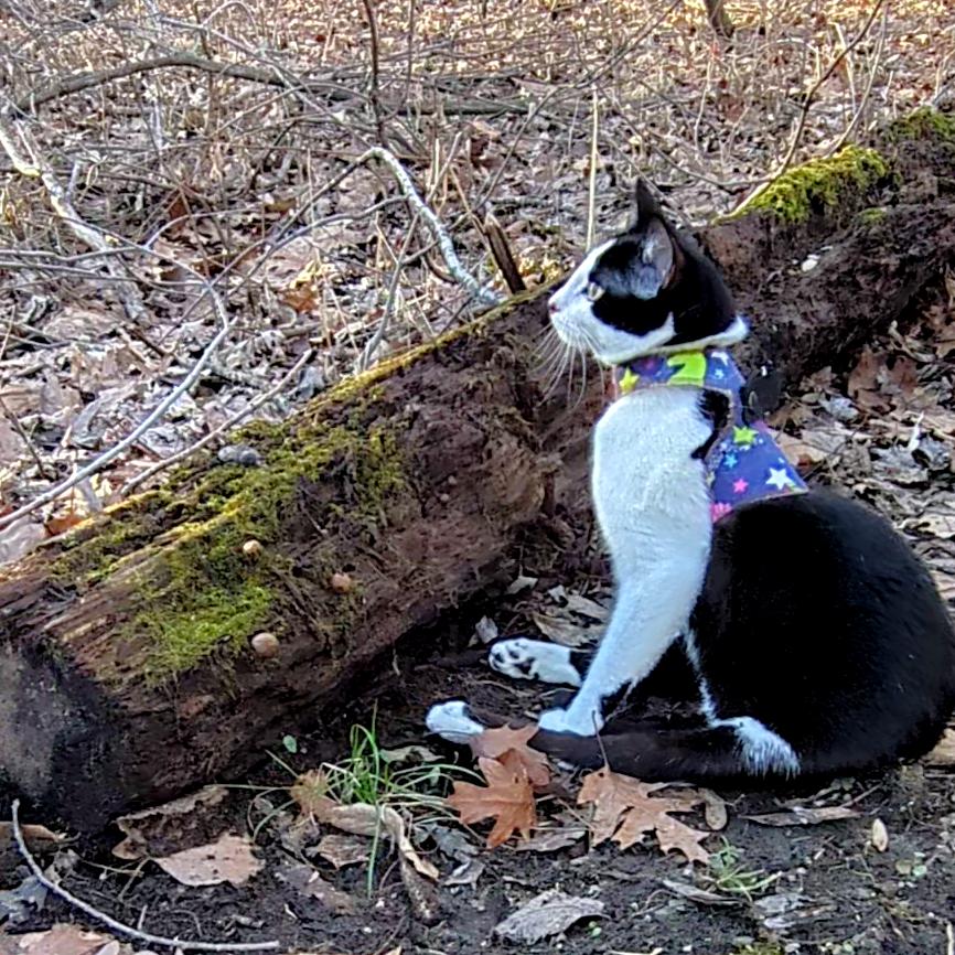 Enlarge Spot, a Adoptable Domestic Short Hair in Michigan City, IN image 3/6