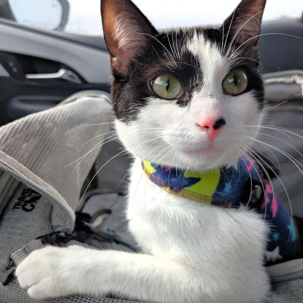 Enlarge Spot, a Adoptable Domestic Short Hair in Michigan City, IN image 4/6