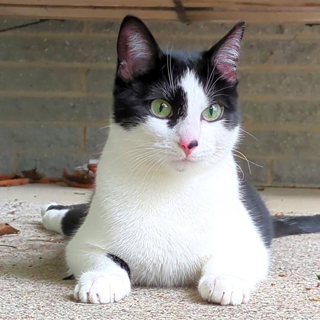 Enlarge Spot, a Adoptable Domestic Short Hair in Michigan City, IN image 5/6