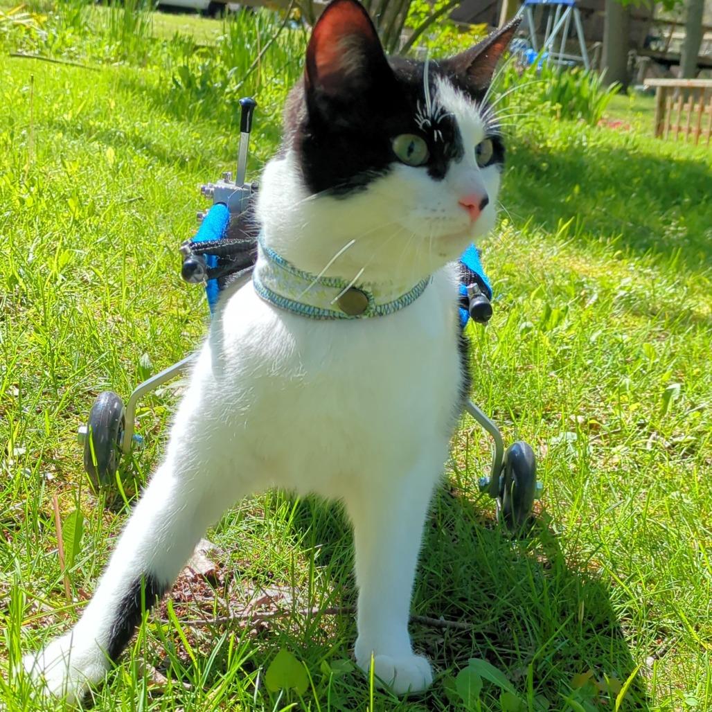 Enlarge Spot, a Adoptable Domestic Short Hair in Michigan City, IN image 6/6