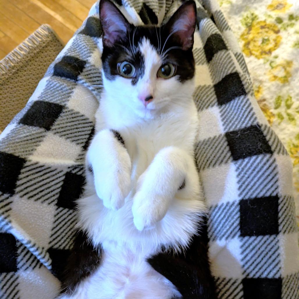 Enlarge Spot, a Adoptable Domestic Short Hair in Michigan City, IN image 6/6